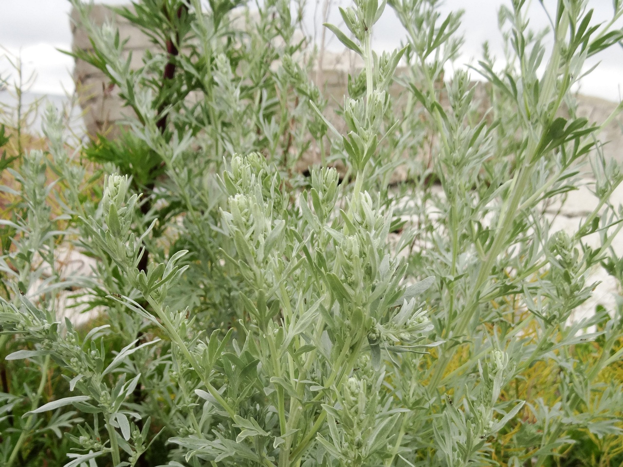DSC01098