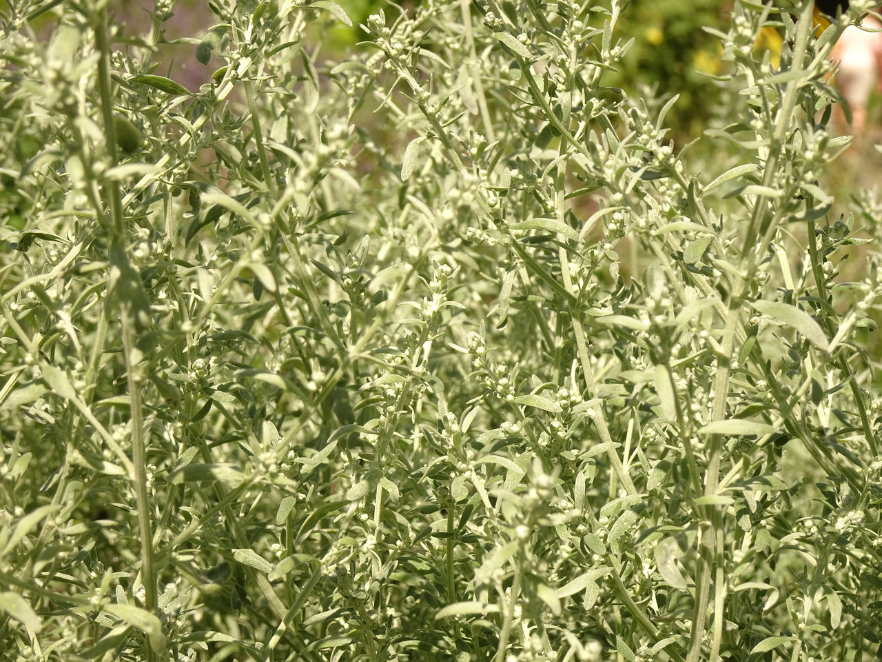 DSC05377