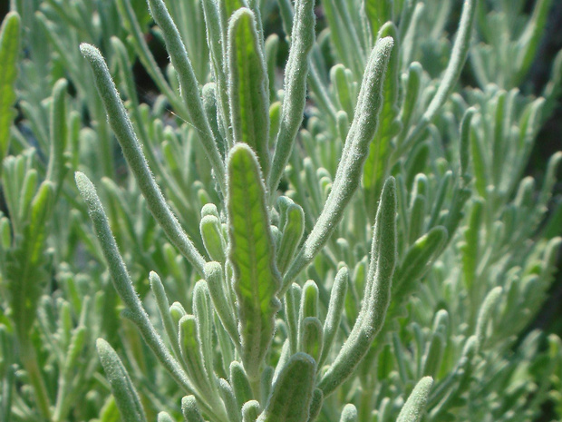 Полынь кавказская - Artemisia caucasica