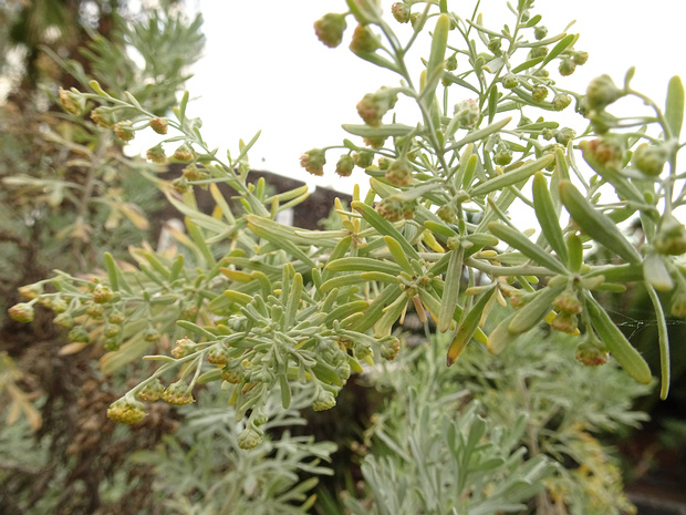 Полынь ладанная - Artemisia thuscula