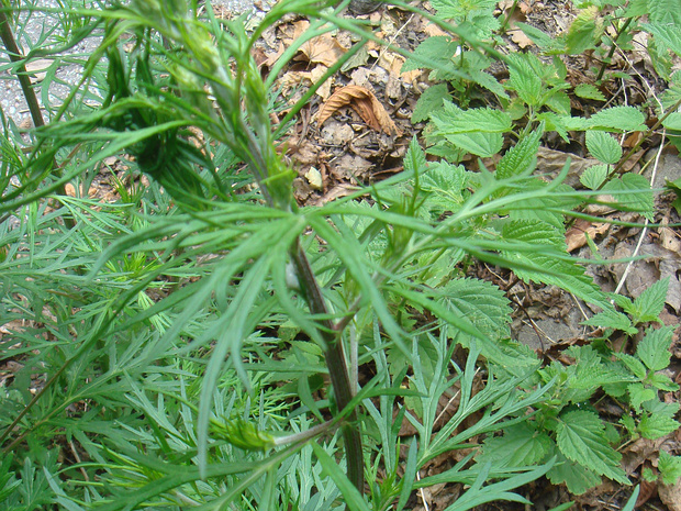 Полынь обыкновенная - Artemisia vulgaris