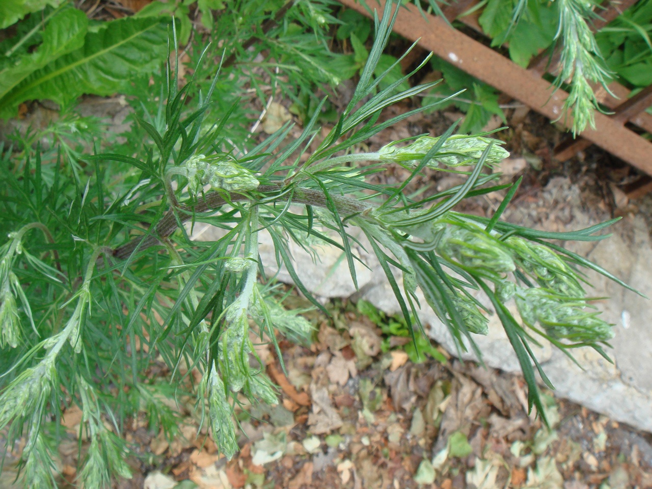 DSC07734