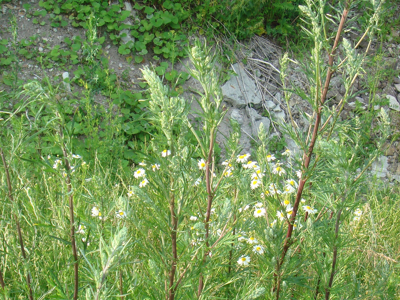 DSC08048