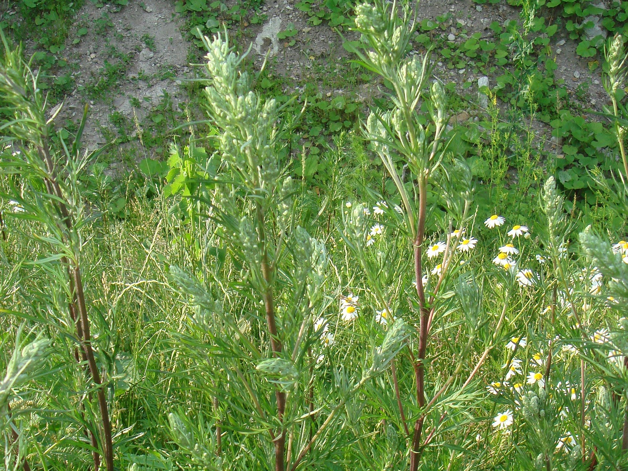 DSC08049