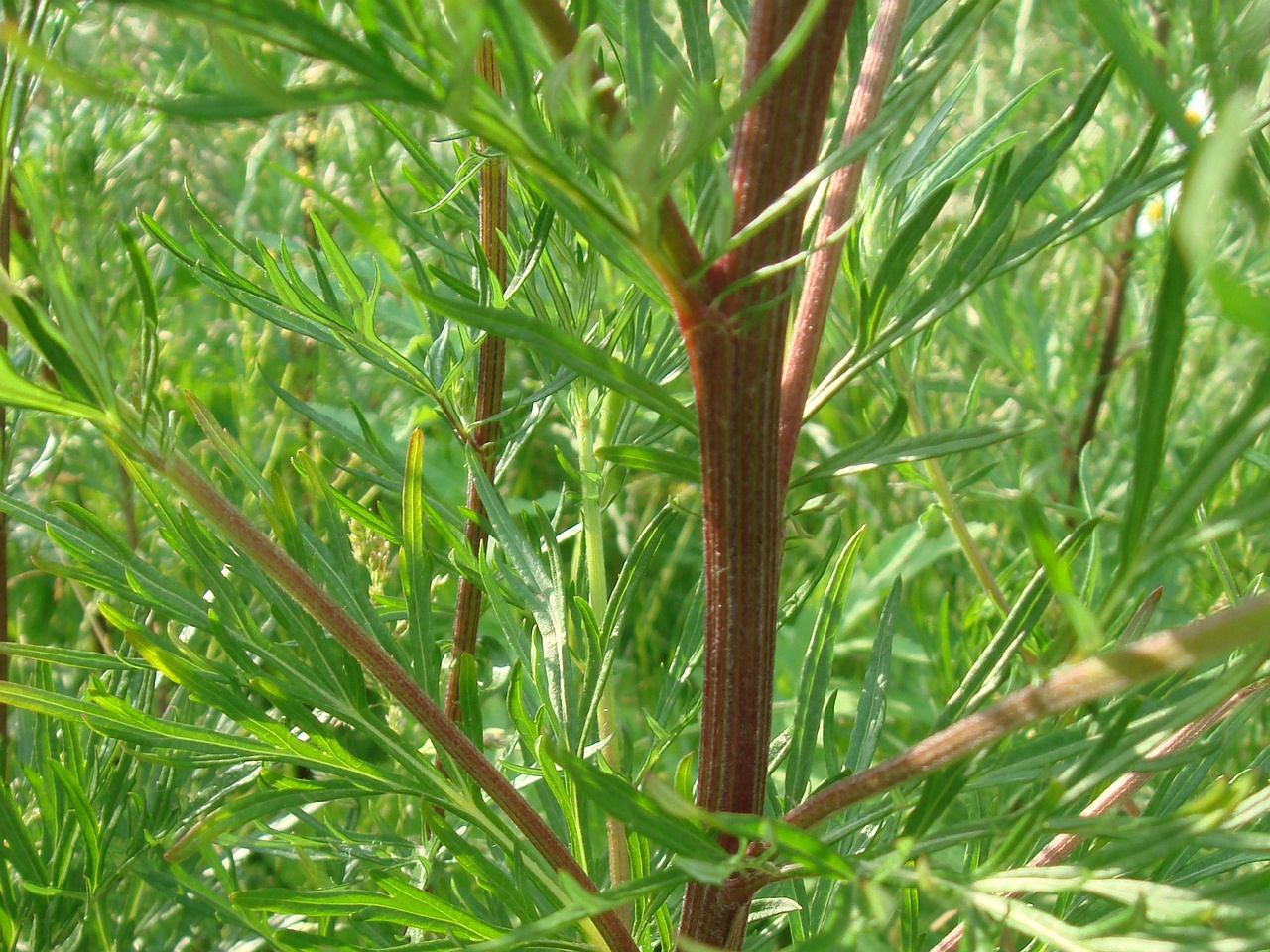 DSC08050