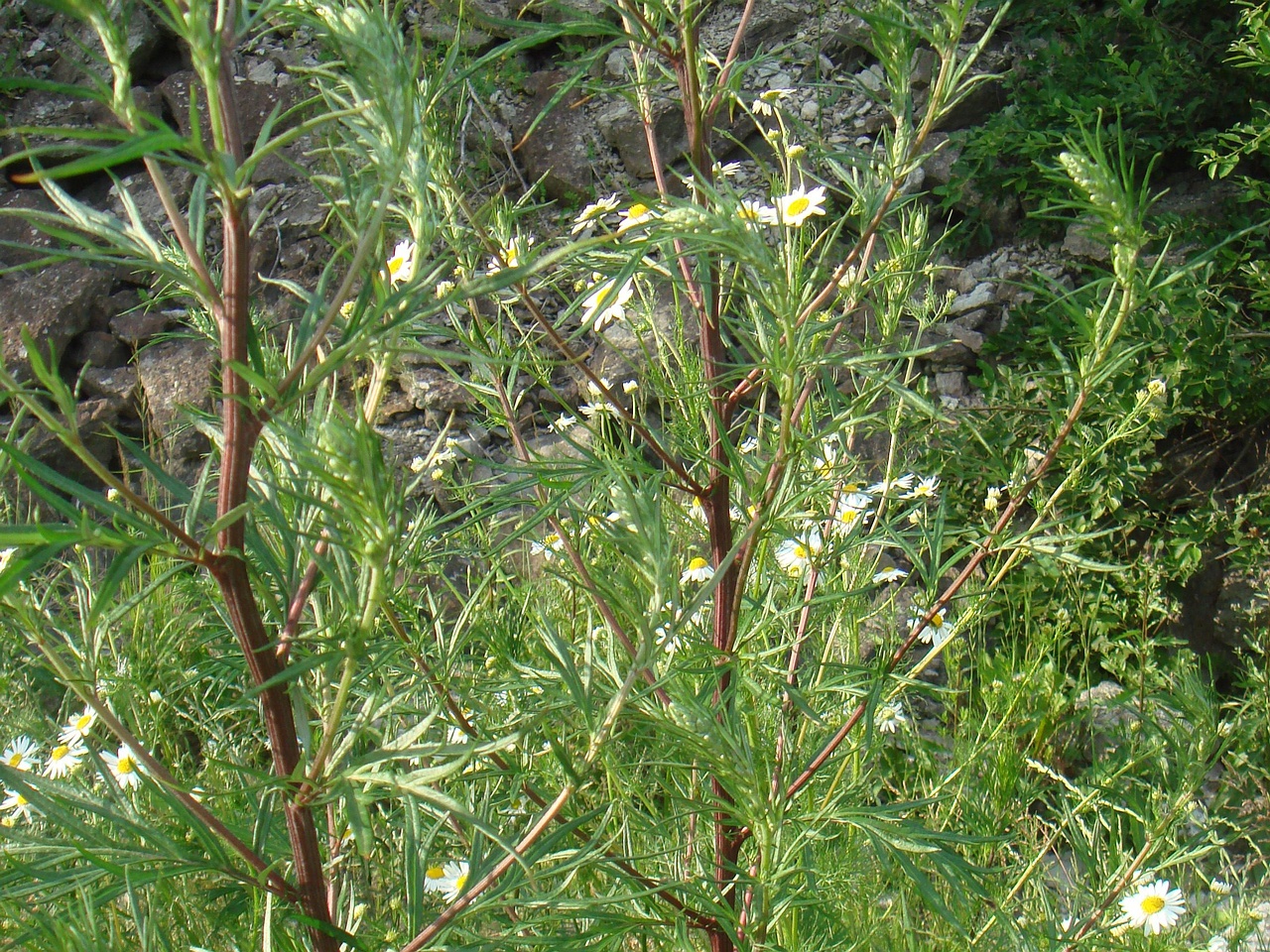 DSC08053