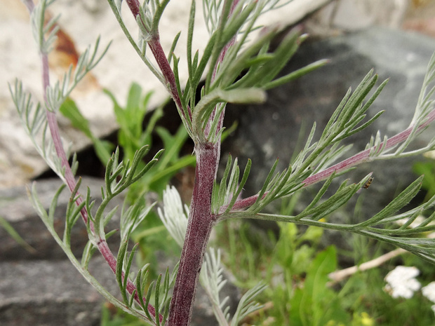 Полынь полевая, равнинная - Artemisia campestris
