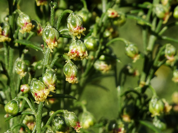 Полынь эстрагонная русская - Artemisia dracunculus var. inodora