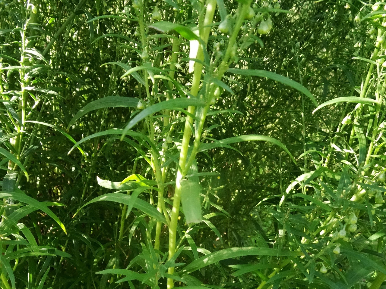 DSC03496