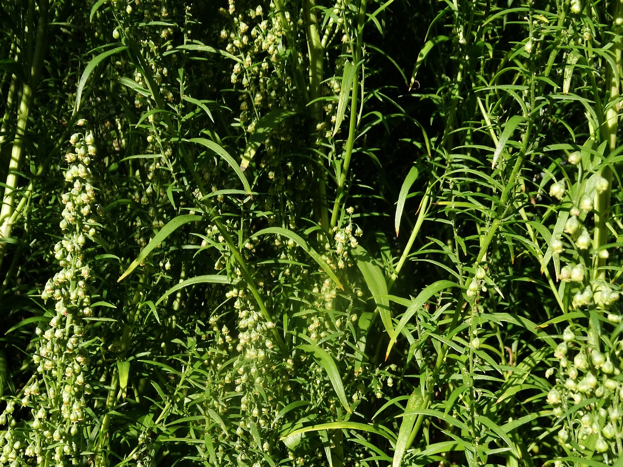 DSC03500