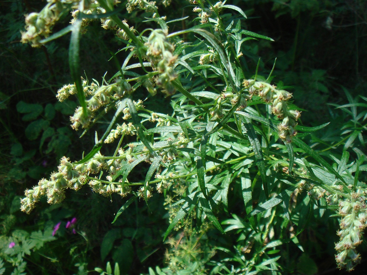 DSC09109