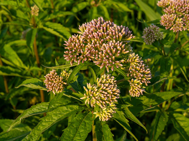 Посконник коноплёвый - Eupatorium cannabinum
