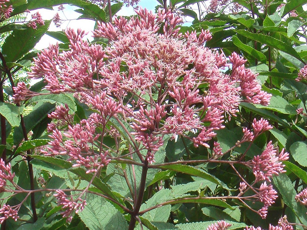 Посконник пятнистый - Eutrochium maculatum