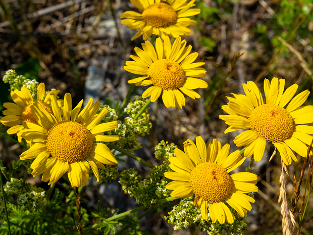 Пупавка красильная - Anthemis tinctoria