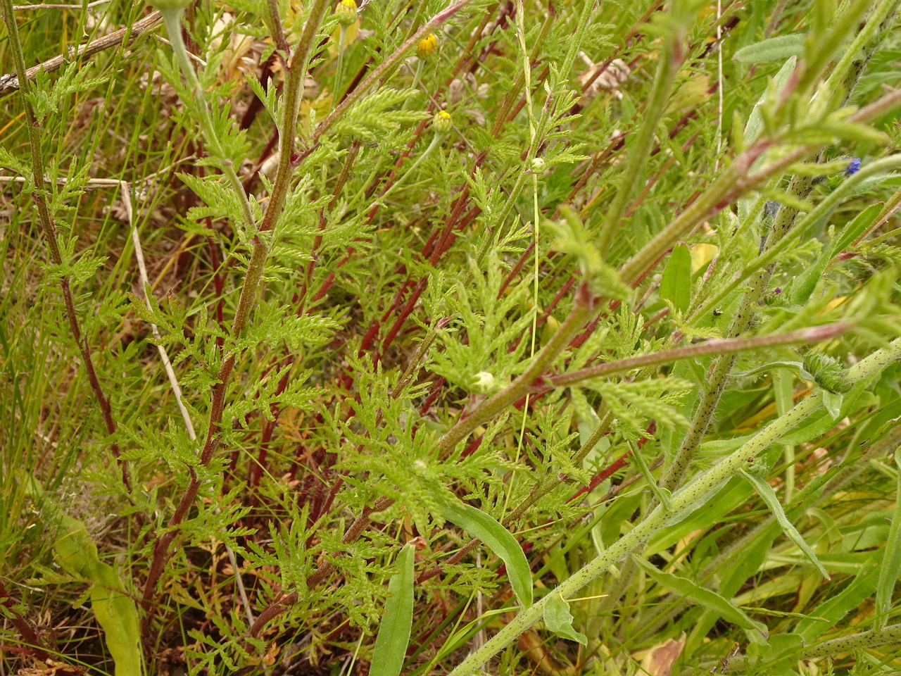 DSC03863