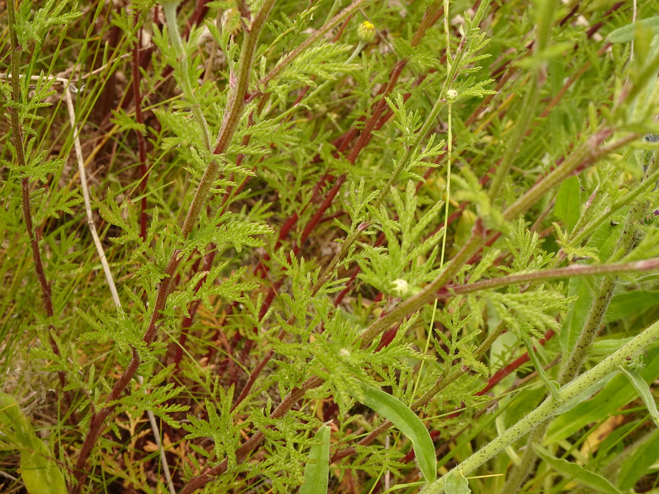 DSC03864