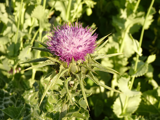Расторопша пятнистая - Silybum marianum
