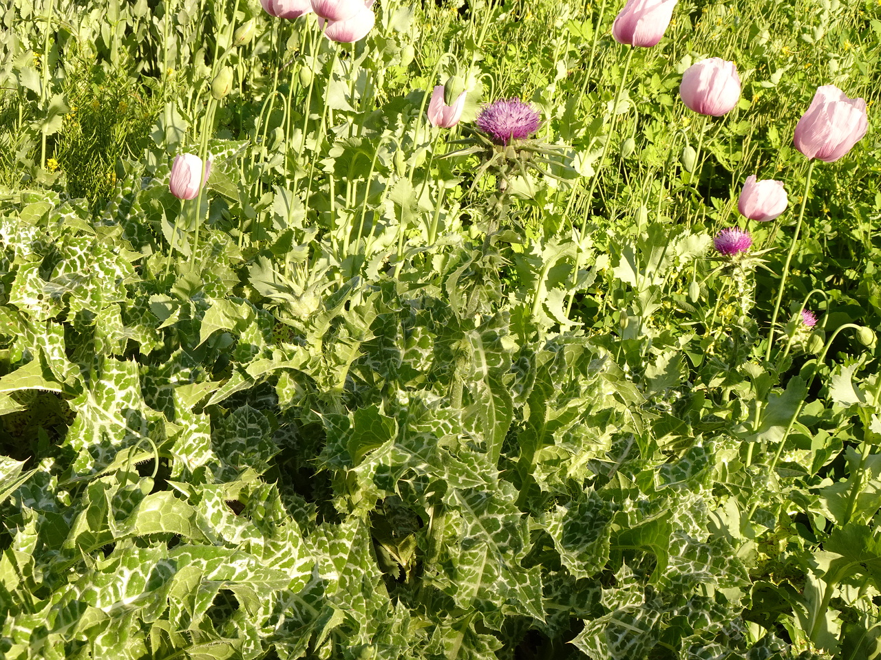 DSC01672