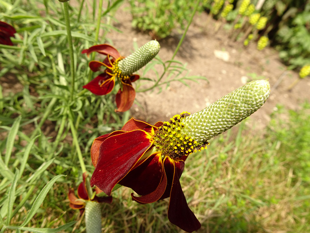Ратибида удлиненная - Ratibida columnifera