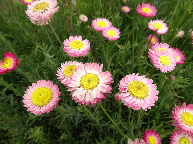 Роданта зеленоголовчатая подвид розовая - Rhodanthe chlorocephala subsp. rosea