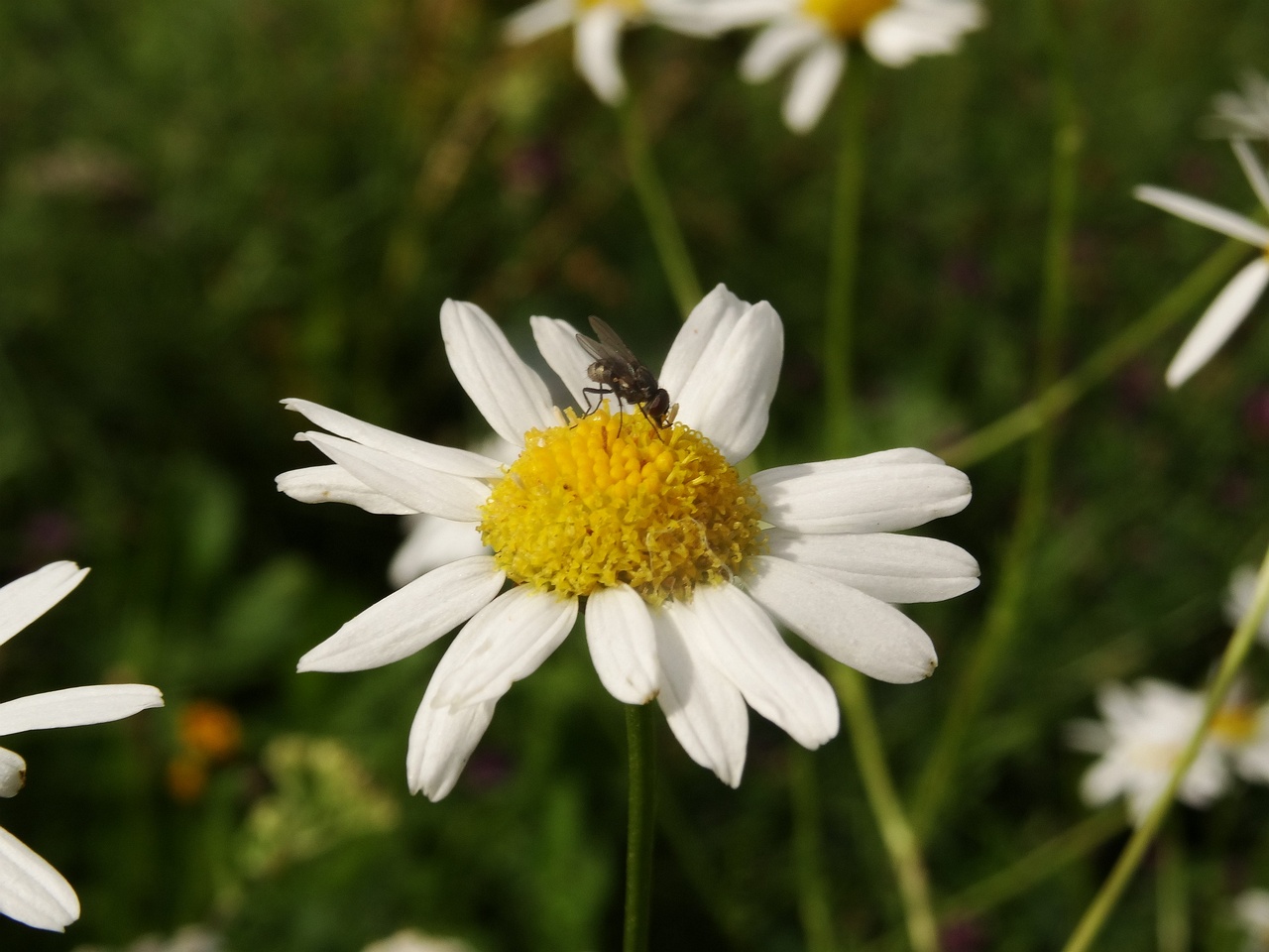 DSC02605