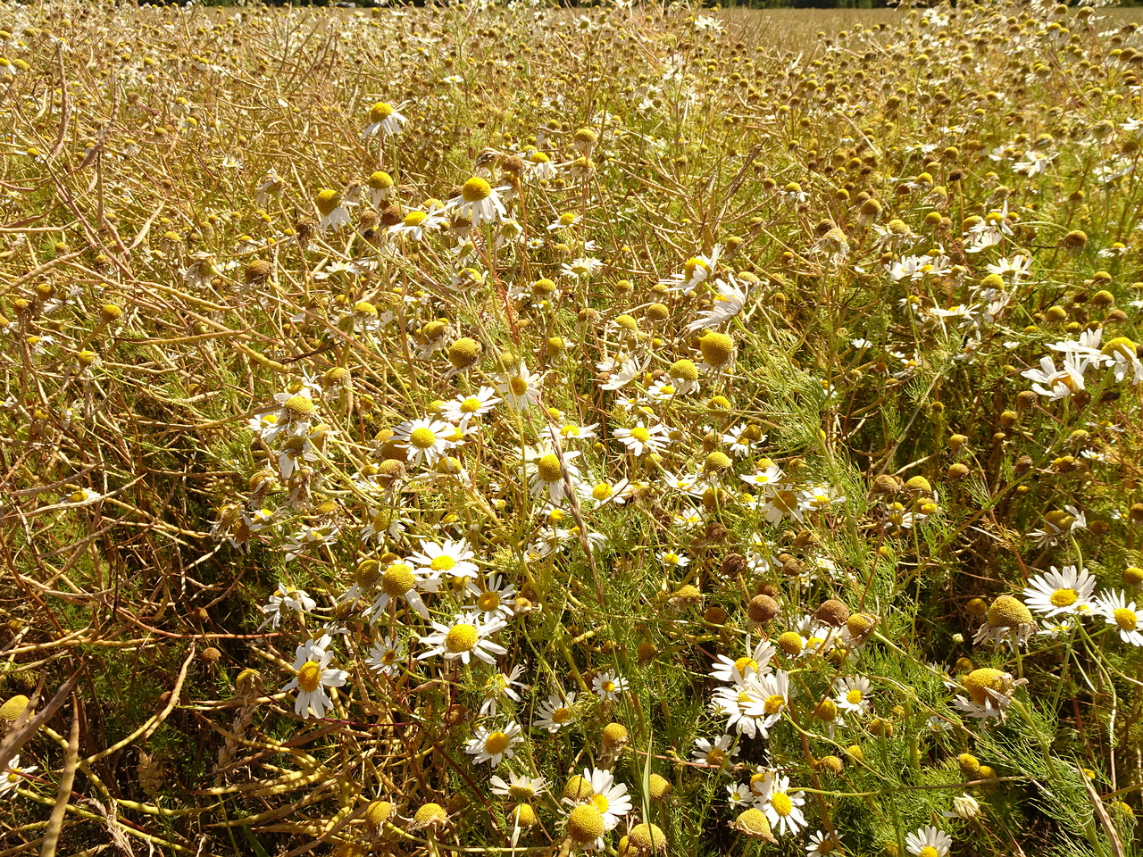 DSC04602