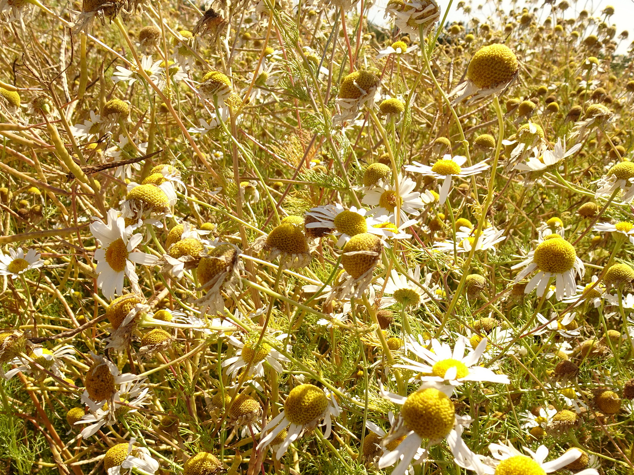 DSC04603