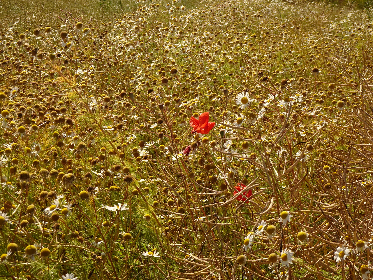 DSC04605
