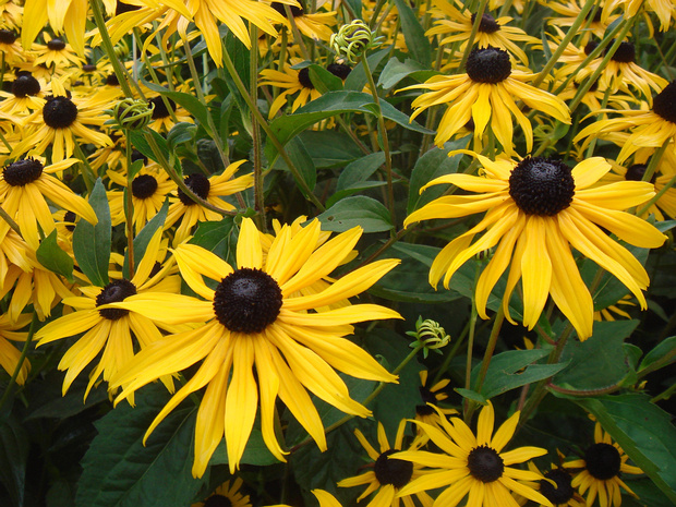 Рудбекия блестящая разновид. Сулливанта 'Голдструм' - Rudbeckia fulgida var. sullivantii 'Goldstrum'