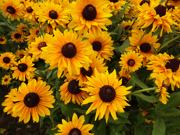 Рудбекия волосистая 'Златовласка' - Rudbeckia hirta 'Goldilocks'