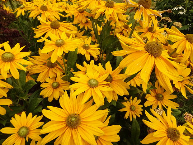 Рудбекия волосистая 'Санбекия Оливия' - Rudbeckia hirta 'Sunbeckia Olivia'