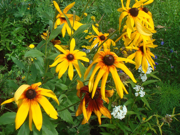 Рудбекия волосистая - Rudbeckia hirta