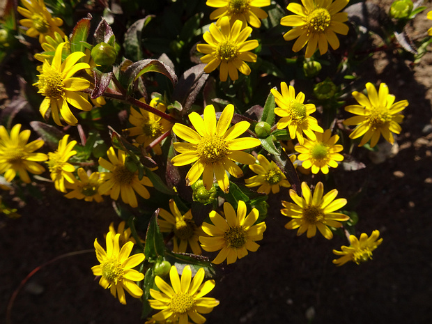 Санвиталия лежачая 'Миллион Солнц' - Sanvitalia procumbens 'Million Suns'