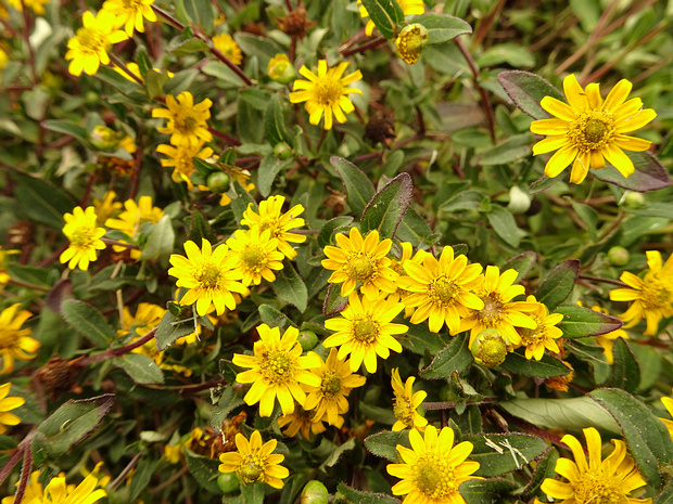 Санвиталия лежачая 'Санвитос' - Sanvitalia procumbens 'Sanvitos'