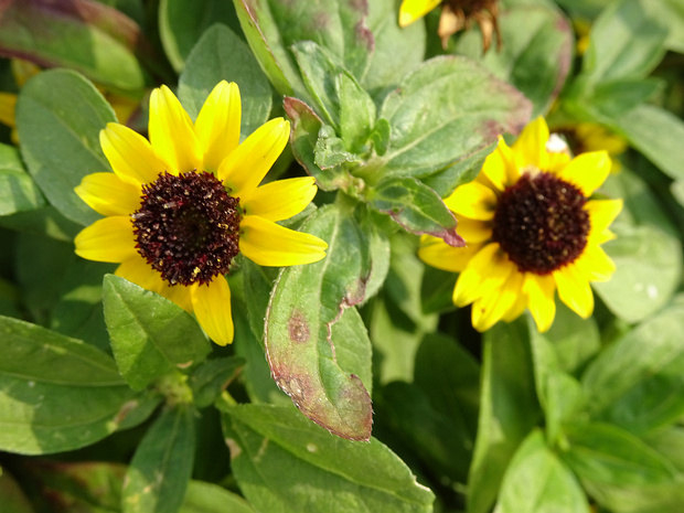 Санвиталия лежачая - Sanvitalia procumbens