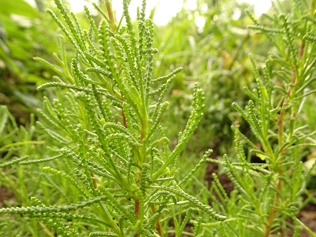 Сантолина розмаринолистная - Santolina rosmarinifolia