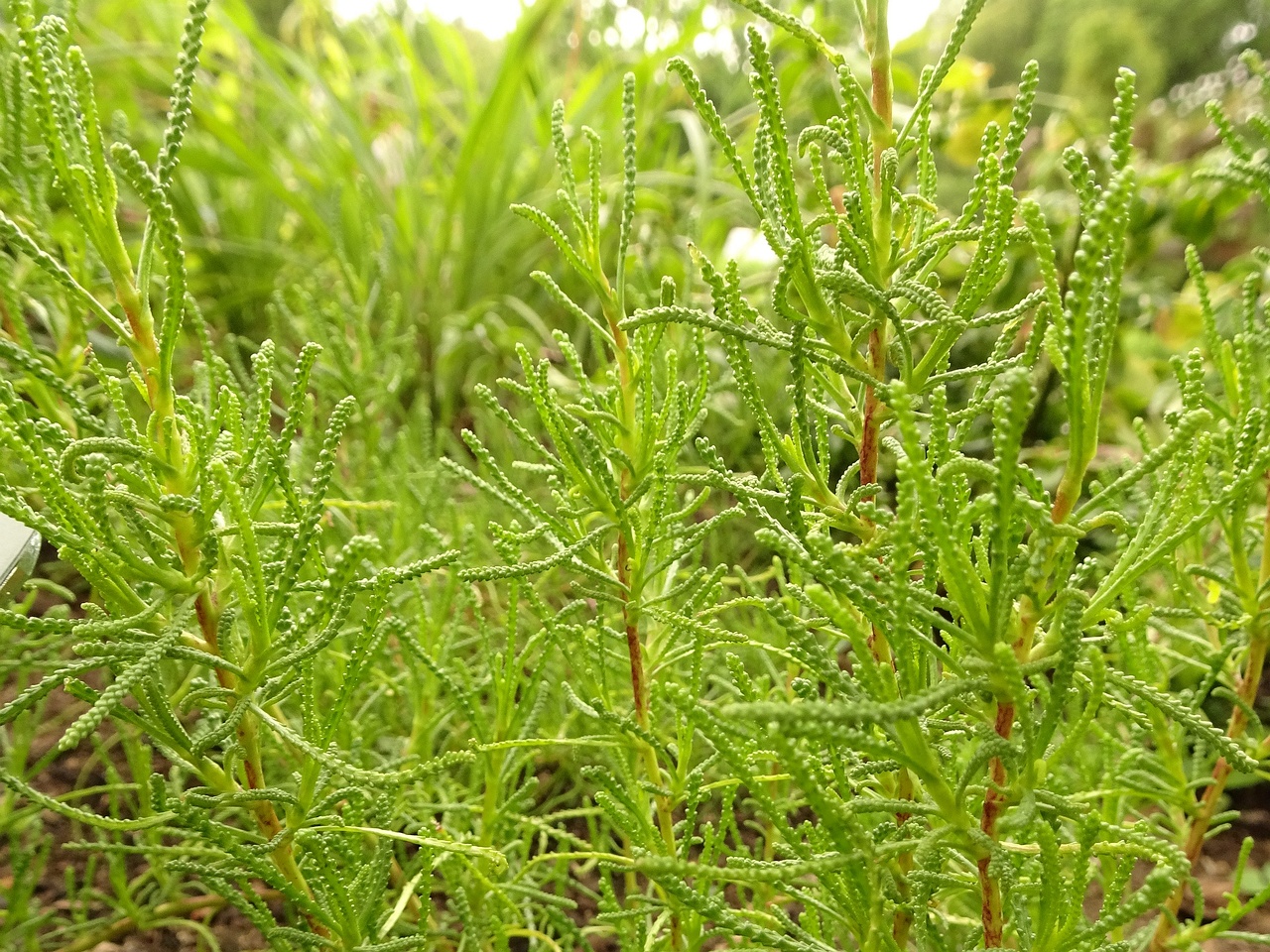 DSC03998