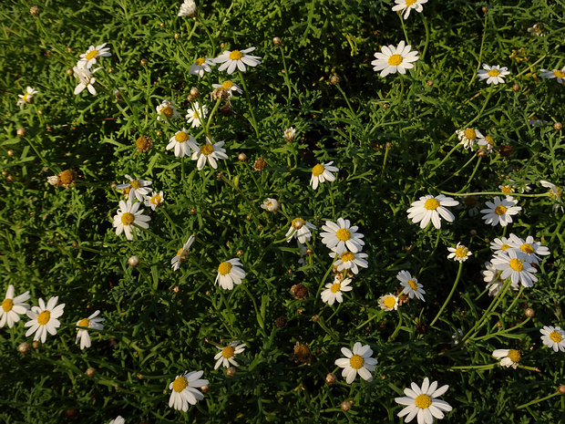 Сереброцветник кустарниковый - Argyranthemum frutescens