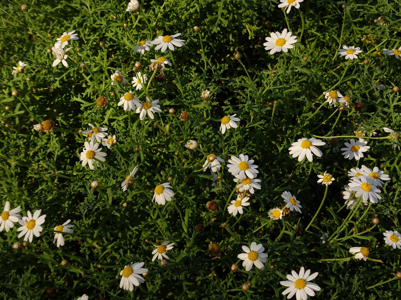 DSC06600