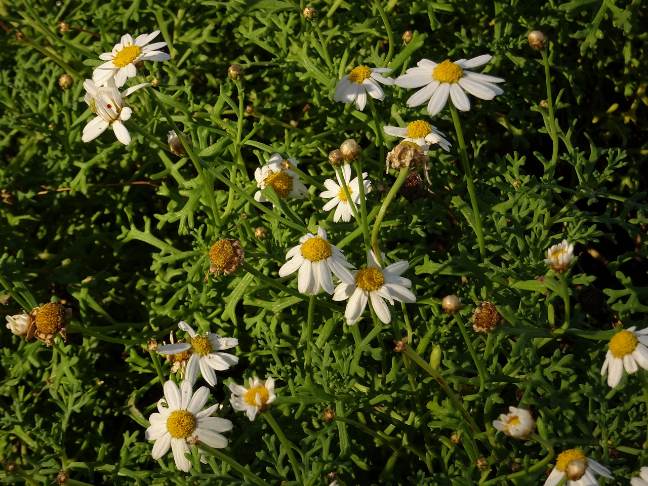 DSC06601