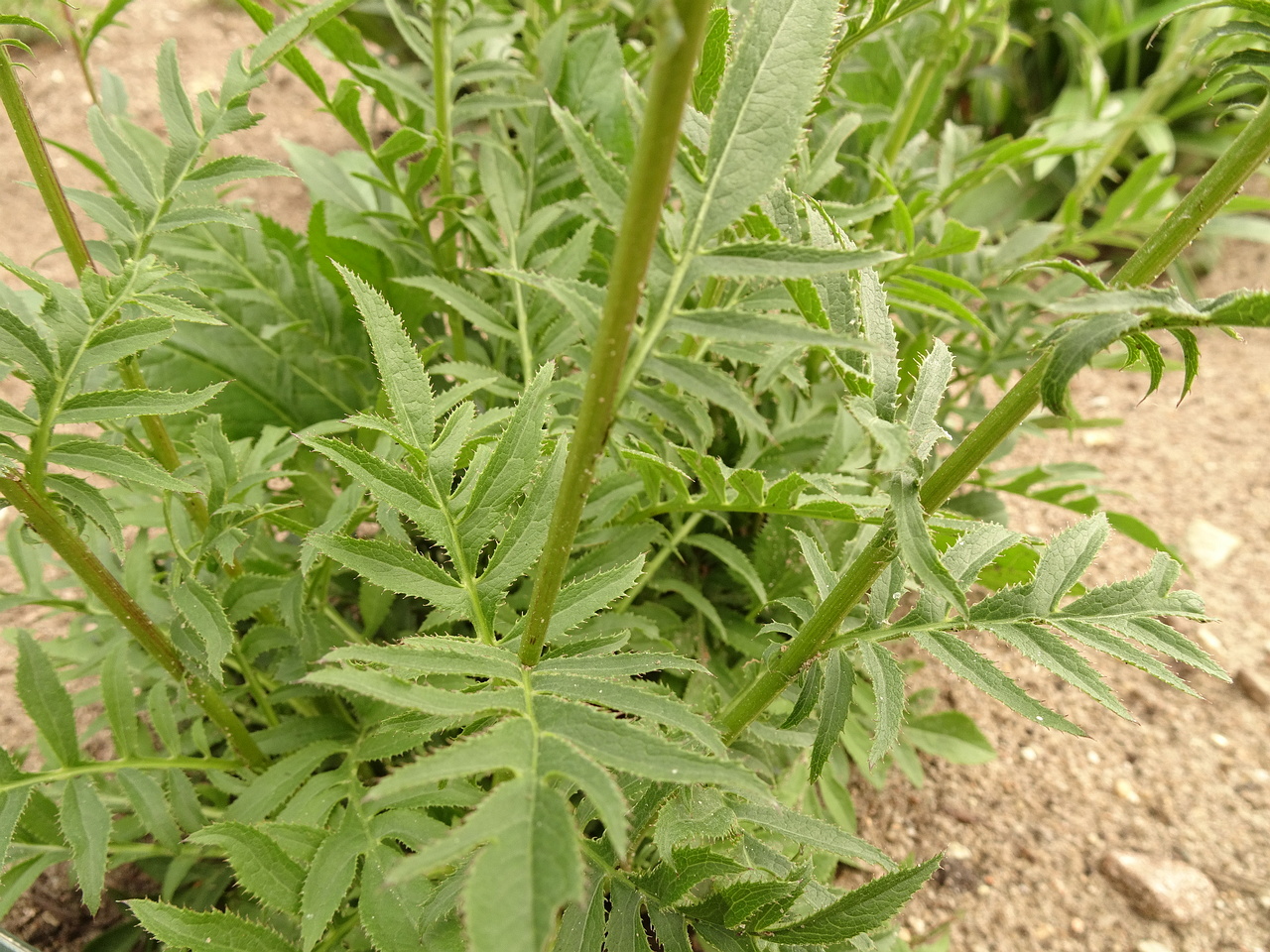 DSC05158