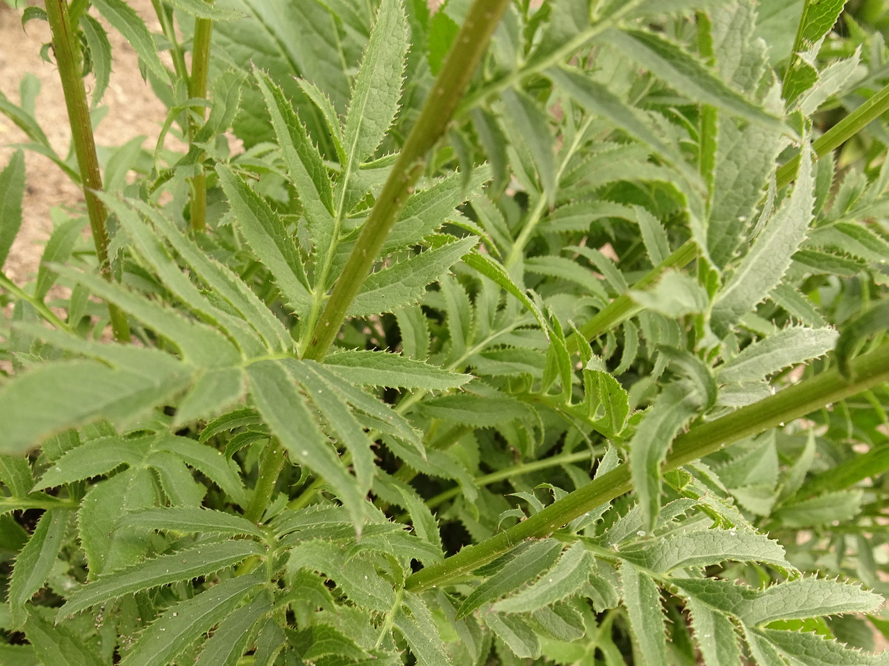 DSC05159