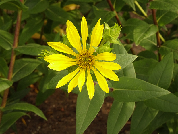 Сильфия цельнолистная - Silphium integrifolium