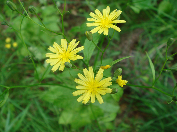 Скерда болотная - Crepis paludosa