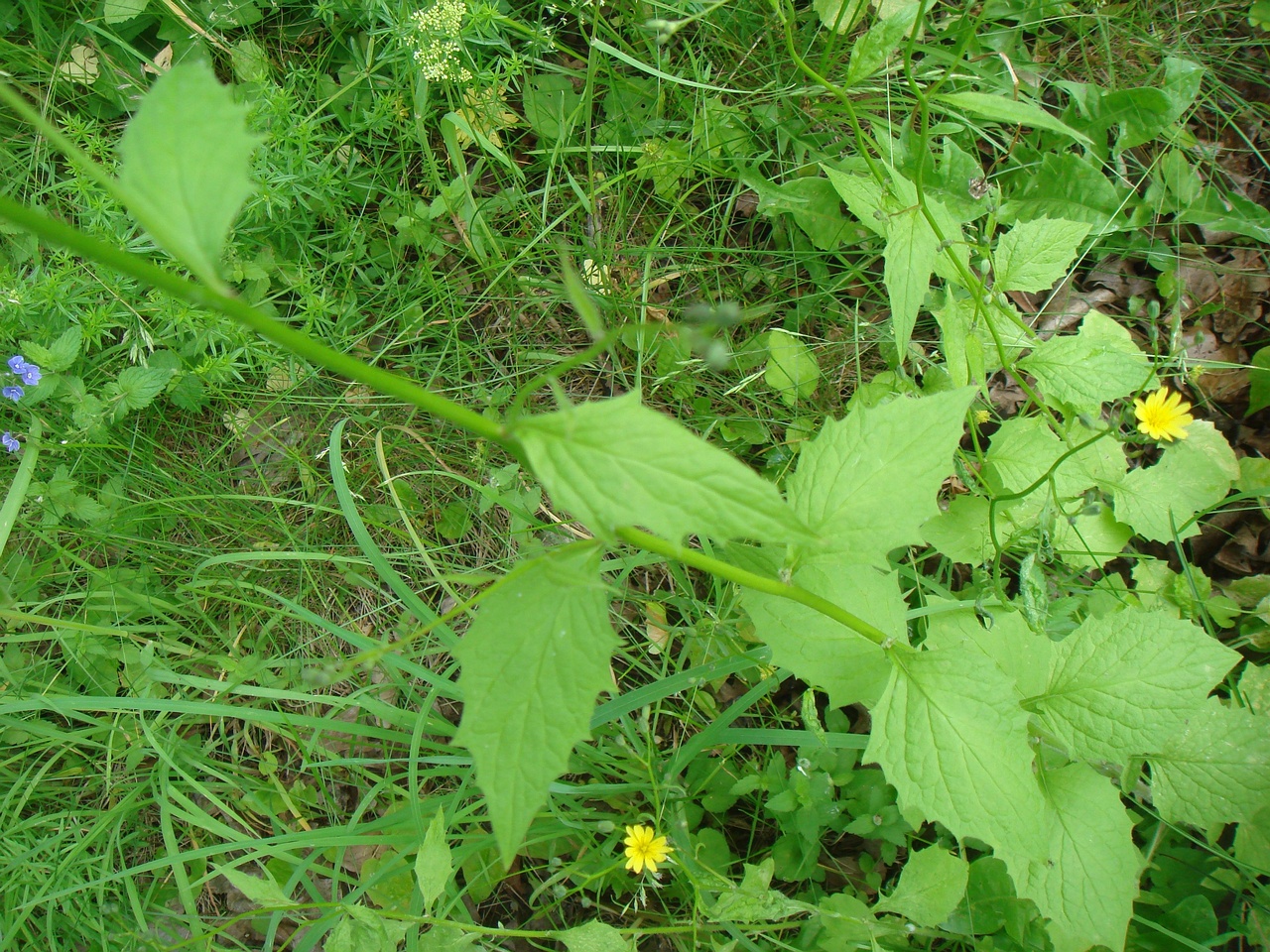 DSC07705