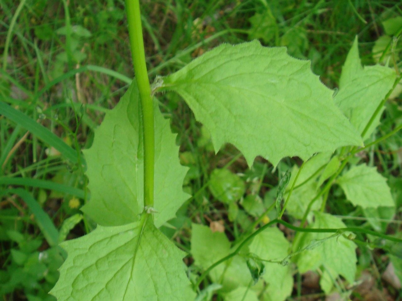 DSC07706