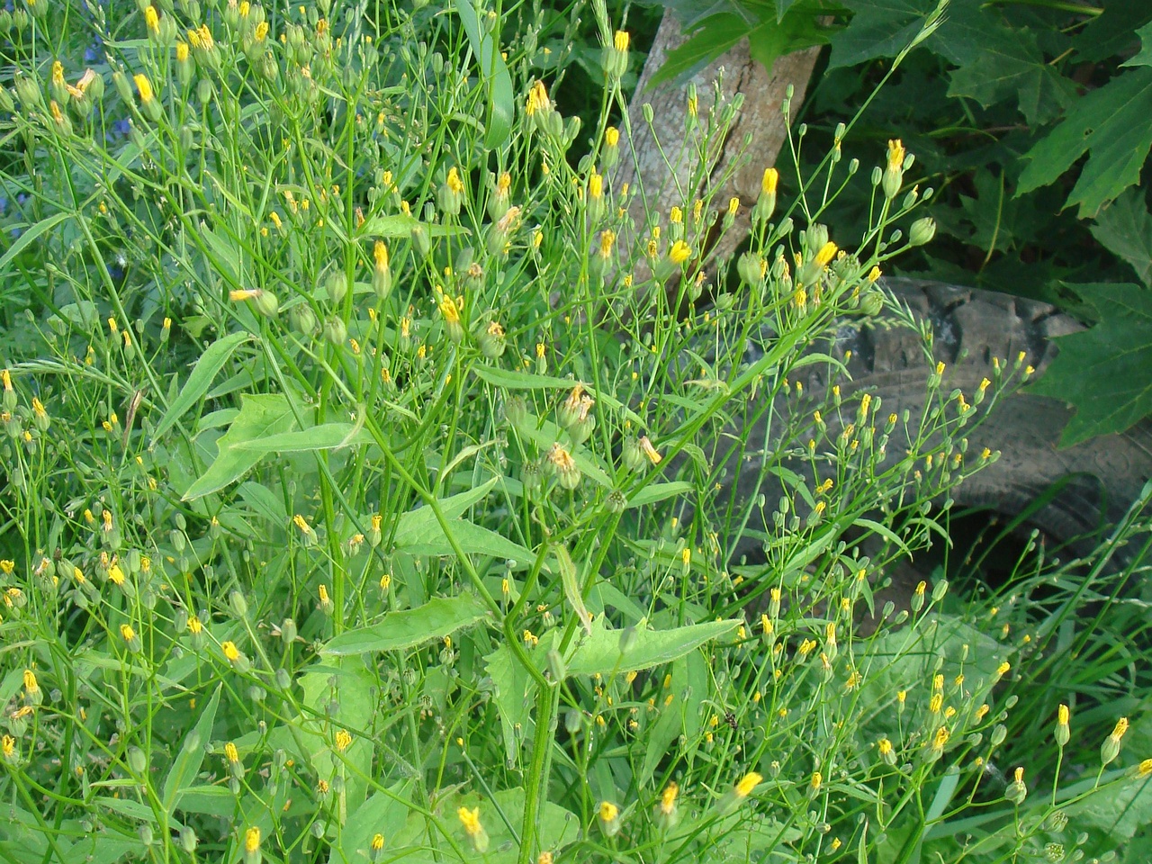 DSC08017