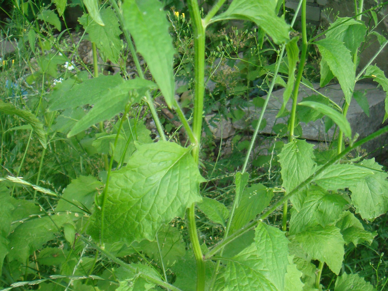 DSC08024