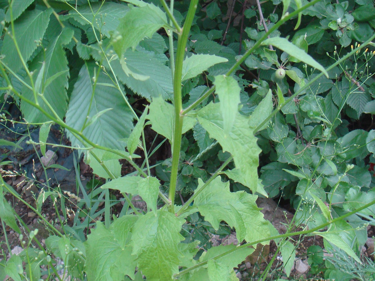 DSC08026