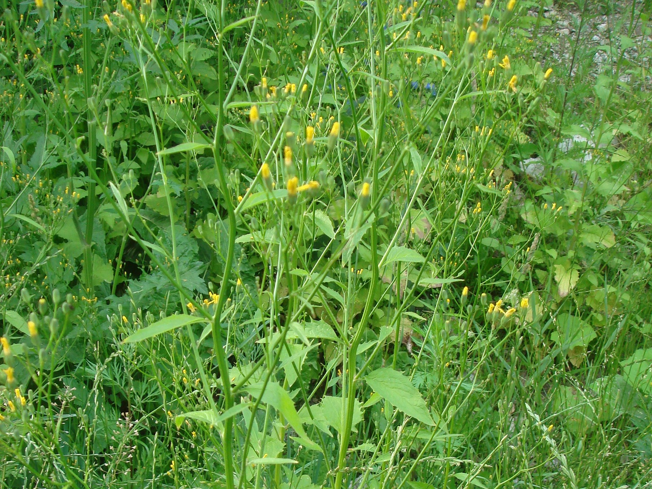 DSC08027